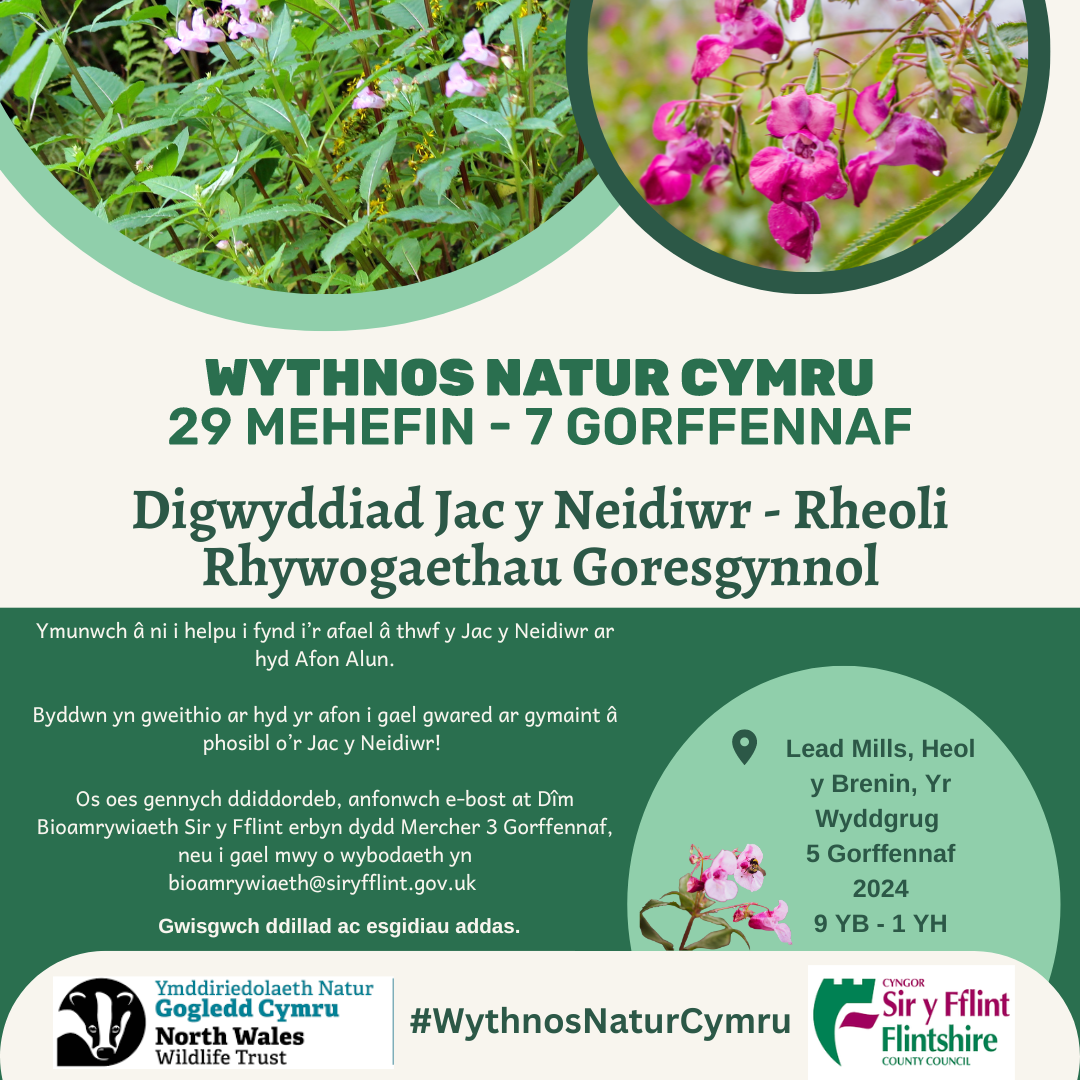 Digwyddiad Jac y Neidiwr Yr Wyddgrug